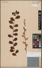 Foto von Salix aurita L.
